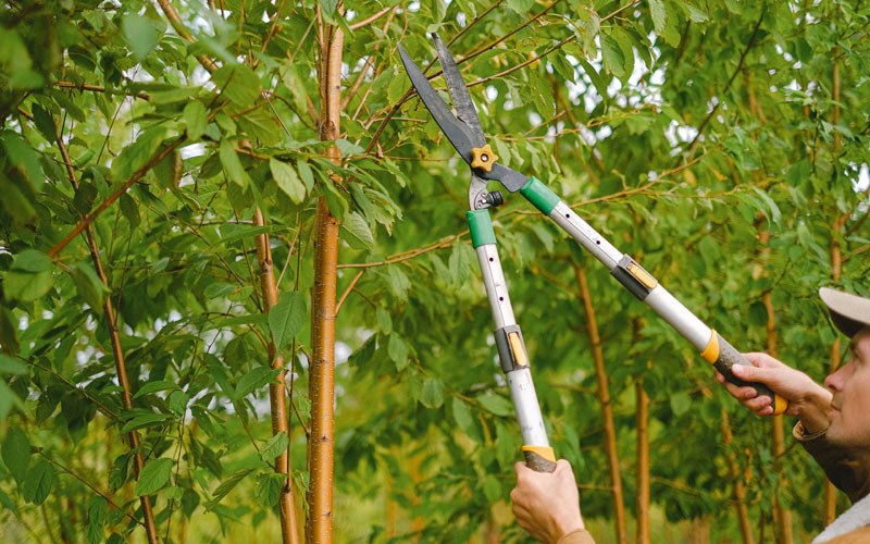 Tree trimming in Merrill, OR