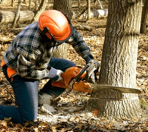 Tree Removal in Merrill, OR